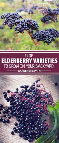 Have you heard about elderberries? These tall shrubs make an incredible addition to the landscape, with beautiful flowers and tasty fruit. Learn which plants are best suited for your growing area – we list the top choices for gardeners to help you decide. Read more on Gardener’s Path.