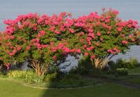 Medium Height Crape Myrtles For Sale - The Crape Myrtle Company