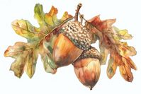 2 acorns with 2 oak leaves watercolor art nature-inspired. | free image by rawpixel.com / nun