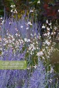 Perovskia atriplicifolia 'Little Spire' and Gaura lindheimeri 'Whirling Butterflies' - RHS Wisley