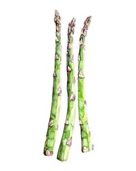 Asparagus Painting Print from Original por TheColorfulCatStudio