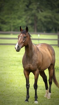 RAMM offers a wide variety of top-of-the-line horse ​fence systems to choose from, including RAMM's exclusive Flex Fence. Made specifically for the equine industry, Flex Fence not only provides a strong barrier, but added safety with the ability to flex 6"-8" on impact. ​RAMM's Flex Fence ​requires very minimal maintenance (giving you more time to ride) and has an extremely long lifespan with warranties to back it up. #horses #horsefencing #flexfence #safety