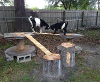 Goat playground made from logs, wire spools and scrap wood.