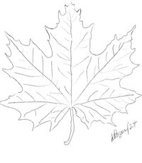 Using my line drawing, create your own beautiful version of this maple leaf in the art medium of your choice. My original artwork was done in watercolour. Capture the colours of autumn for all year round.