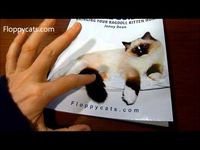 A Ragdoll Kitten Care Guide Available in Paperback!