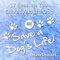 If you are looking for a reason to adopt a dog... how about saving a dog's life? I've got 16 more reasons... click the link in my profile to read them all! #dogquotes #adoptdontshop #dog #dogadopt #adoptdontshop  #rescuedogs101  #Regram via @rescuedogs101