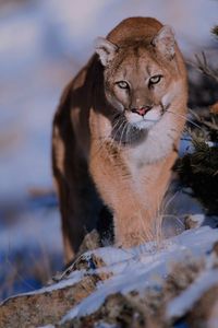 mountain lion. Tumblr