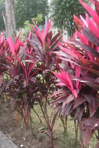 Cordyline fruiticosa Ti starter plant