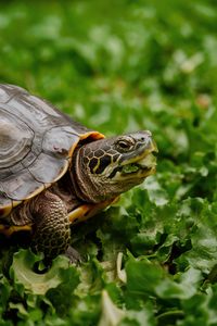 Can your yellow-bellied slider turtle enjoy lettuce as a treat? Explore the benefits and risks of including lettuce in your tortoise's diet. Pin this to ensure your pet turtle is eating right!