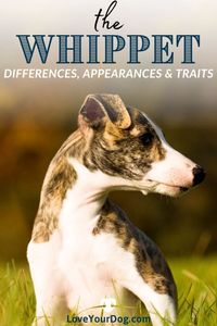 Are you thinking about adopting a Whippet, but want to know a bit more about the breed before making a final decision? In this article you'll find out all you need to know about this underrated, affectionate, and well-rounded breed!