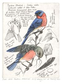 NATURE JOURNAL - FIELD NOTES - Fine Art Etchings by Marina Terauds