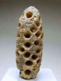 Pine Cone Fossil