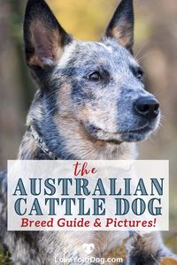 Thinking about welcoming an Australian Cattle Dog, also known as a Blue Heeler, into your home as your next family pet? Here you will find out all you need to know about this very unique breed from its historical origins to its grooming needs!