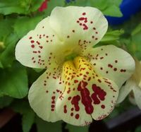 Tiger Monkey Flower Mimulus tigrinus -