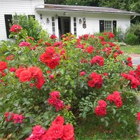 Shop for Scarlet Flower Carpet Rose, shipped directly from the nursery to your door. Find care information, pictures & more. Plus free shipping offers on all plants!