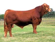 La Muneca Cattle Co. | Bulls & Semen Sales