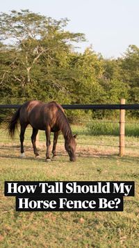  

Most horse owners position their top rail at wither height, which typically ranges between 52"-54" tall. This will give you a fence the proper height for owning taller horses.

RAMM Tip: Utilizing an electric fence for your top rail will help to prevent any would-be jumpers from exiting your fence system and possible injury. RAMM has four exclusive [stainless steel-based] electric horse fence solutions to choose from:


 • Shockline Flex Fence® Electric Coated Wire
 • Pro-Tek 1.5" Electric Tape
 • Pro-Tek Braided Electric
 • Pro-Tek Electric Rope

https://www.rammfence.com/fence/electric-horse-fence/

Electric horse fence is one of the most effective horse fencing methods for one simple reason: it offers a similar, natural response large animals are accustomed to in a herd environment. 