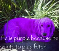 he is purple because he wants to play fetch