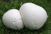 Have you spotted any giant puffball mushrooms lately? They’ve truly earned their name, with some measuring more than 60 inches and weighing more than 40 pounds! Photo: Giant puffball courtesy of Steve Chilton/Creative Commons.