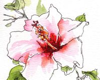 Peach Hibiscus Flower Line and Wash Original Watercolor Pen and Ink Painting - Etsy