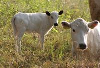 Lapinkarja - Northern Finnish cattle