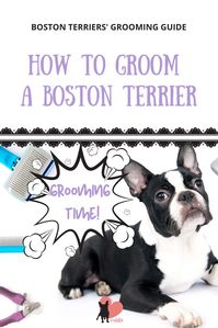 Here's a basic guide about how to groom your Boston Terrier #bostonterrier #dogowner #dogmums #dogfacts #doggrooming #bostonterrierears #bostonterrierpuppy #bostonterrierfacts #bostonterriergrooming #bostonterrierbath #bostonterrierbathtime #bathingbostonterrier #howtobatheabostonterrier#doggrooming #doggroomingtips #dogmoms #dogcare #dogteeth #doghealth #dogoralhealth