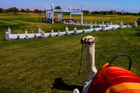 Camel looking at wedding ceremony in Marrakech