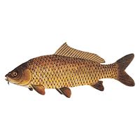 Common Carp (free download) |