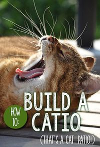 We can all agree that our pet cats are safest when kept strictly indoors, but wouldn't you love to let your kitty enjoy the fresh air of the outdoors, while still being protected from predators? Catios - or, cat patios - are the latest craze among cat parents. And, it turns out, you can create a catio for your feline friend that fits your living situation - and your budget! Follow along as eBay shares a simple guide to building a safe space for your cat to play!