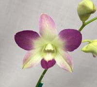 Intra-generic Orchid-hybrid: Flower-detail of Dendrobium Aridang Blue Angel (Singapore White x Burana Angel)