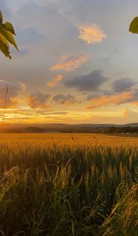 #sunset #clouds #summer #latenightthoughts #field #golden #friends #walking #nature #landscape #sky #vibes #atmosphere #planetearth #czech #evening #vibing #czechrepublic #beauty #sunny #grass #love #dream #art