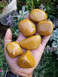 These are highly and smoothly polished yellow jasper stones in a deep medallion yellow. They can also be described as a deep mustard yellow. Yellow jasper is a bright and rich-colored stone that is often associated with the sun, the element of earth, high energy, enthusiasm, the season of autumn, desert beauty, spiritual radiance and emotional clarity and positivity. The color is very inspiring and alluring to artisans who make jewelry, sculptures and vessels out of it. In this lot, you will get