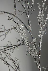 Make Them Wonder: How to make Iced Branches