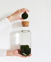 Marimo Moss Balls - Care — Fieldnotes by Studioplants