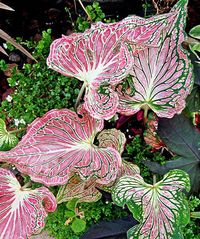 I am fascinated by the leaves on this Caladium https://www.houseplant411.com/houseplant/caladium-how-to-grow-care