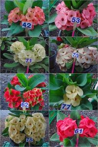 Photo Euphorbia Milii Thai hybrids : Crown of thorns in Thailand