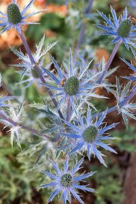 Sea Holly