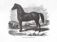 https://wizzley.com/morgan-horses-and-the-canadian-horse-connection/