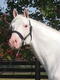 stallion | USA | 2009 | by The White Fox out of Barbara's Song #thoroughbred #stallion #dominantwhite #colouredthoroughbred #whitethoroughbred