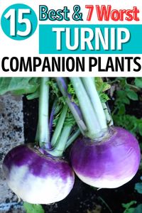 Turnip Companion Plants - 15 Best & 7 Worst Companion Plants for Turnip. Learn about the garden companion planting guide. This article covers the 15 best companion plants for turnip in your vegetable gardens and 7 plants to avoid. No matter whether you are growing turnips in pots, containers, or in the ground. Whether you're a beginner or an experienced grower, understanding the turnip companion planting chart and layout is crucial for maximizing your yield and reducing pest issues!