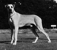 Great Dane | Description, Temperament, Lifespan, & Facts | Britannica