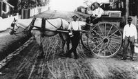 These family affairs provided a lot of great photos in the early 1900s. This photo from 1914 from the State Library of Queensland is a great example!