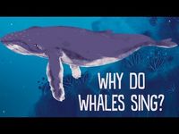 Why do whales sing? - Stephanie Sardelis | TED-Ed