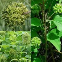 Seeds for planting, Smilax lasioneura seeds, Blue Ridge carrion-flower, Common Carrion Flower,~ bulk wholesale seed. Happy Shopping!