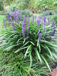 Leliegras 'Royal Purple' (Liriope muscari 'Royal Purple') | MijnTuin.org