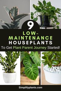 """Discover 9 easy-to-care-for houseplants perfect for beginners. Start your plant parent journey with low-maintenance options that thrive with minimal attention. From snake plants to pothos, find the perfect green addition to your home decor."""