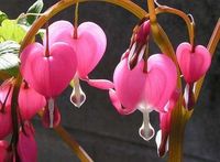 Bleeding Heart Flowers