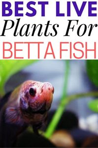 Placing live plants in the aquarium for your betta fish can be beneficial long term. Here's why and which plants are best for you and the betta. #aquariums