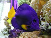 Purple Tang (Zebrasoma xanthurum) is a marine reef tang, & inhabits the Red Sea, the west coast of India, the east coast of Africa, & the Persian Gulf, where it may live at water depths of 3 to 65 feet or more.Its Beautiful.Donna Spinner