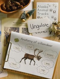 Get cozy and have some fun learning about reindeer this winter with this digital download coming straight to your inbox from Alaska, home of the reindeer! This is an engaging illustrated unit of study that gives an overview of a reindeer's habitat, diet, migration, anatomy, and more. This printable bundle includes hands-on activities, crafts, science projects, and recipes. This is a small portion of the larger Alaska Reindeer Activity Box. A 24 page PDF printable includes: anatomy of a reindeer